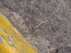 Geophis semidoliatus