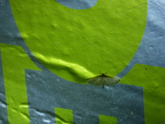 Herpetogramma aquilonalis