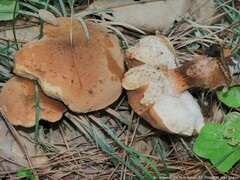 Tylopilus balloui