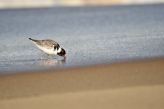 Thinornis cucullatus