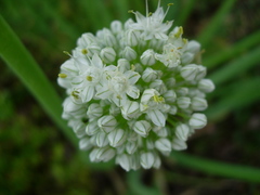 Allium cepa