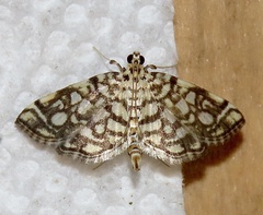 Lygropia rivulalis