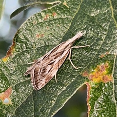 Catoptria oregonicus