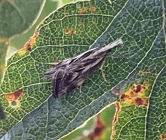 Catoptria oregonicus