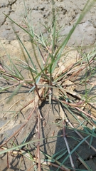 Paspalum vaginatum
