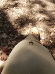 Hemiptera