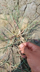Paspalum vaginatum