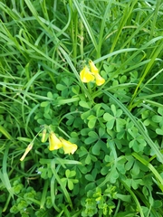 Oxalis pes-caprae