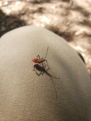 Hemiptera
