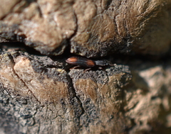 Bitoma crenata