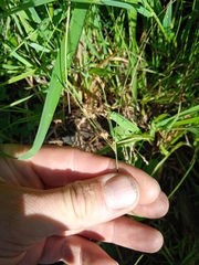 Juncus ranarius