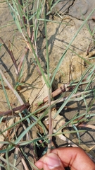 Paspalum vaginatum
