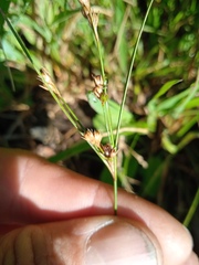 Juncus ranarius