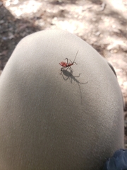 Hemiptera