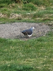 Leucosarcia melanoleuca