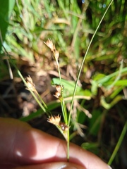 Juncus ranarius