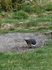 Leucosarcia melanoleuca