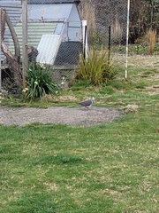 Leucosarcia melanoleuca