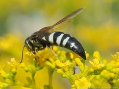 Bicyrtes quadrifasciatus