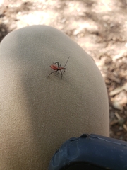 Hemiptera