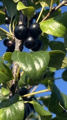 Rhamnus