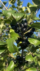Rhamnus