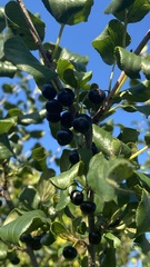 Rhamnus