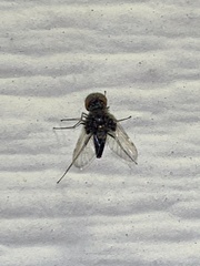 Chrysopilus basilaris
