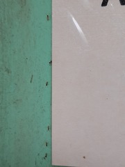 Tapinoma melanocephalum