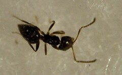 Brachymyrmex patagonicus