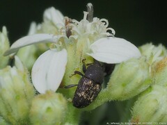 Glyptobaris lecontei
