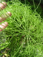 Equisetum arvense