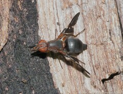 Delphinia picta