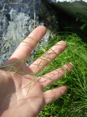 Equisetum arvense