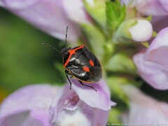 Cosmopepla lintneriana