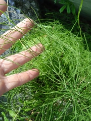 Equisetum arvense