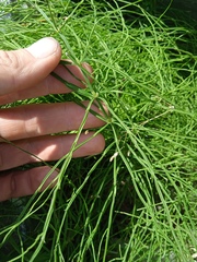 Equisetum arvense