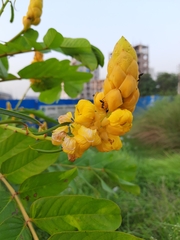Senna alata