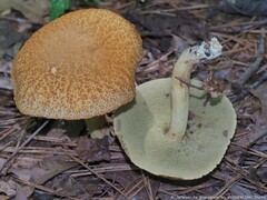 Leccinellum rugosiceps