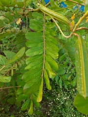 Senna alata