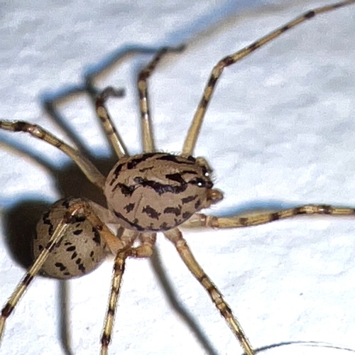 Common Spitting Spider photo 5