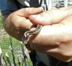 Thamnophis atratus