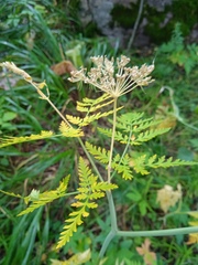 Conioselinum tataricum