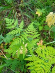 Conioselinum tataricum