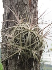 Tillandsia schiedeana