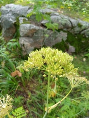 Conioselinum tataricum