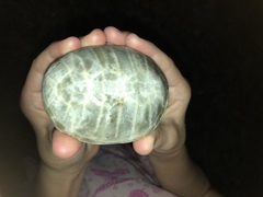 Kinosternon subrubrum subrubrum