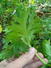 Anemonastrum crinitum