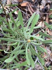 Persoonia sericea