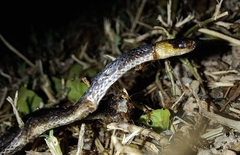 Enulius flavitorques